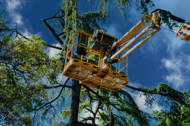 Best Tree Risk Assessment  in New Berlin, WI