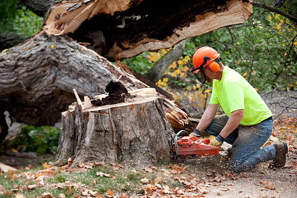 Best Tree Disease Treatment  in New Berlin, WI
